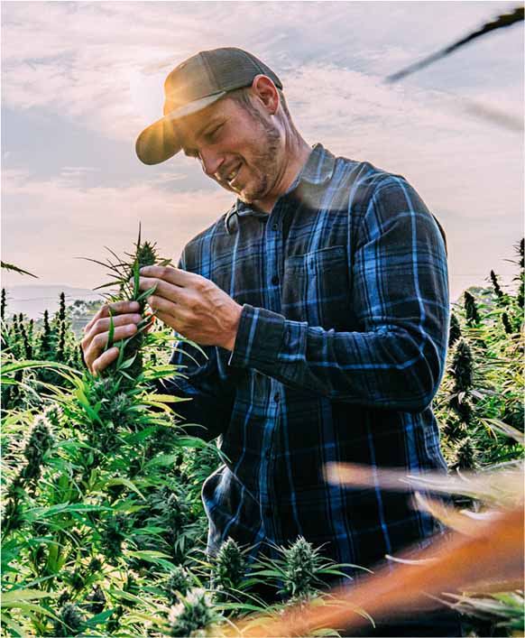 Man Farming Marijuana