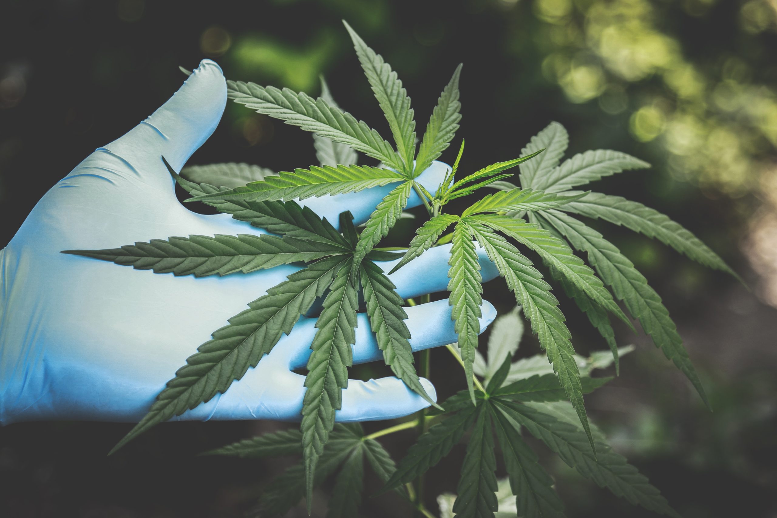 Rhode Island Cannabis Cultivator License